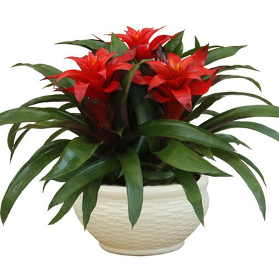 鸿运当头（3拼小花）