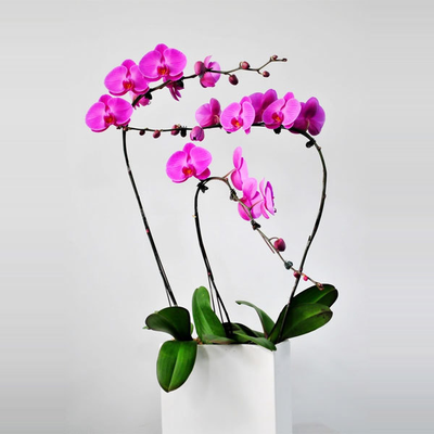 粉蝴蝶兰盆景（3株大花）