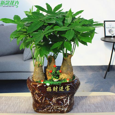 发财树盆景