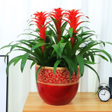 鸿运当头（3拼大花）