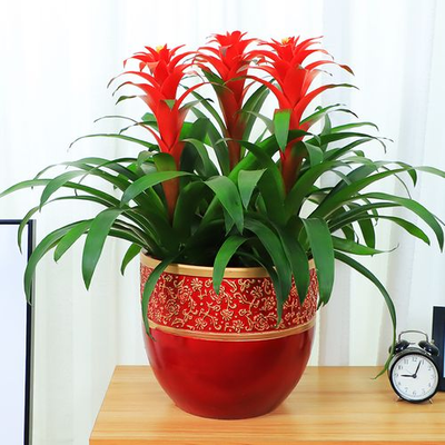 鸿运当头（3拼大花）