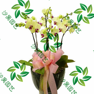 黄蝴蝶兰盆景（6株大花） (2)