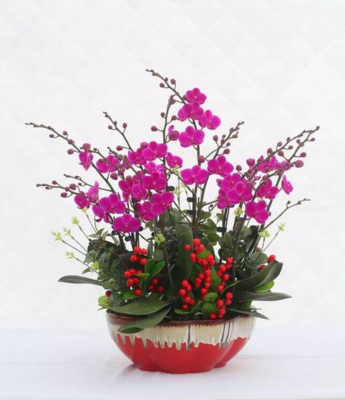 红蝴蝶兰盆景（6株迷你小花）