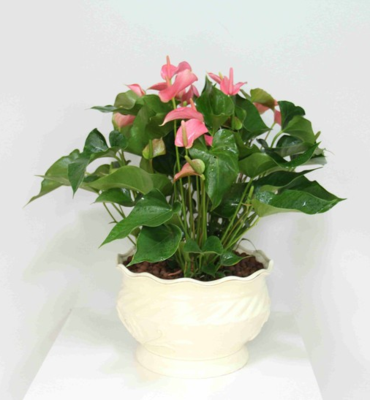 粉色红掌盆景