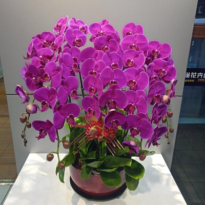 红蝴蝶兰盆景（12株大花）