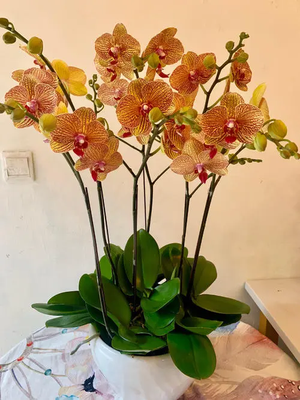 橘蝴蝶兰盆景（6株大花）