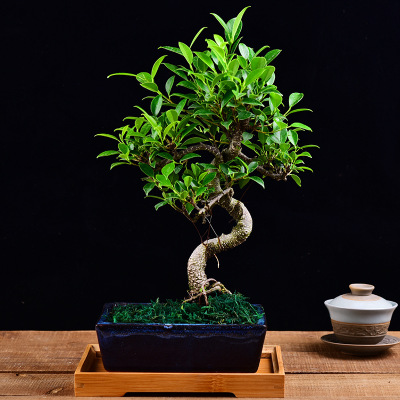 榕树盆景