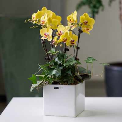 黄蝴蝶兰盆景（2株小花）