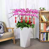 蝴蝶兰（12株）