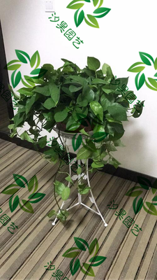 花架绿萝