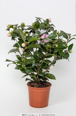 茶花