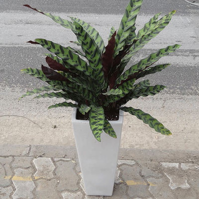 箭羽竹芋